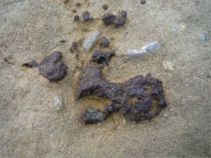 Detail of iron nodule and fragmentary fossils in a beach boulder