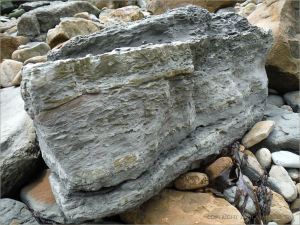 Bioturbated rock with ichnofossils of crustacean burrows