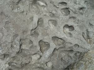 Detail of animal burrow trace fossils in a beach boulder