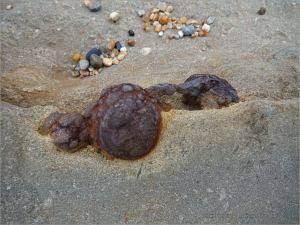 Iron nodule on sedimentary rock beach boulder