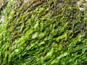 Bright green soft seaweed closeup
