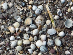 Selection of seashells on the seashore