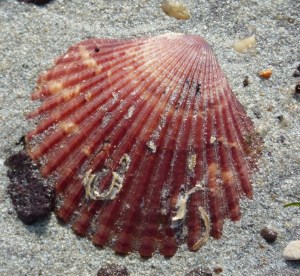 Red scallop shell on the beach