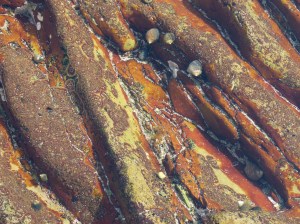 Rock pool with orange biofilm and periwinkles