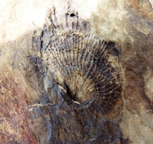 Silurian brachiopod fossil