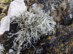 Lichens on rocks at the seashore