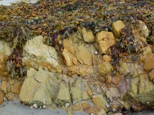 Silurian rocks at Smerwick Harbour