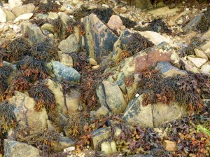 Silurian rocks on the beach at Smerwick Harbour