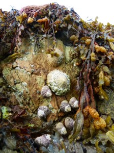 Silurian rocks with limpets and thick top shells