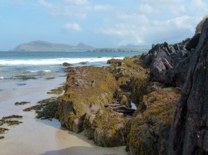 Devonian rocks with black lichen and golden seaweeds on the beach at Smerwick Harbour