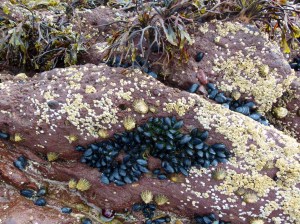 Red rock from the Devonian period with limpets, mussels, and barnacles on the beach at Smerwick Harbour