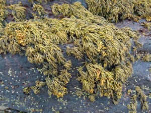 Seaweed on black rock