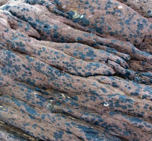 Devonian Dingle Group rock texture close-up.