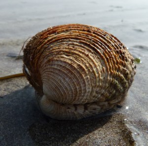 Very old, thick, ridged bivalve seashell