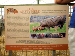 Poster about Oxford Sandy & Black Pigs in the Ansty Herd