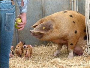 Oxford Sandy and Black sow with piglets at Dorset County Show