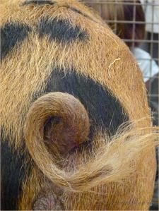 The curly tail on a pig