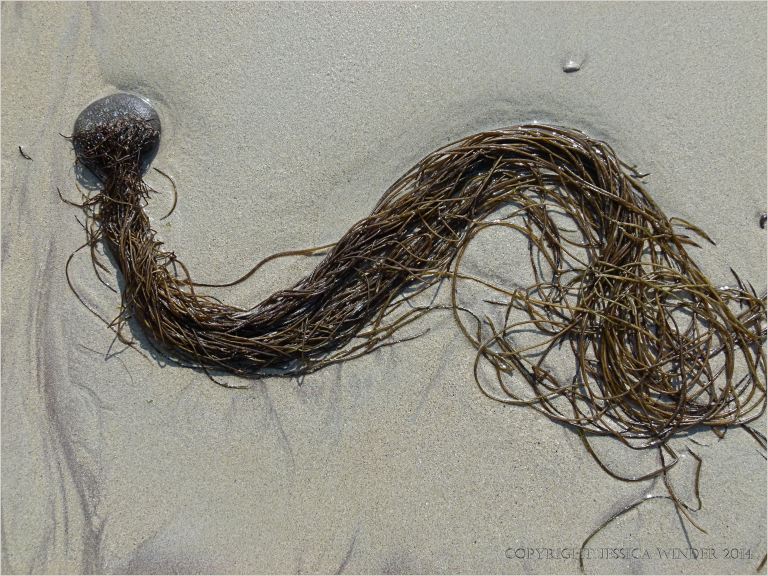 Seaweed washed up on the sand