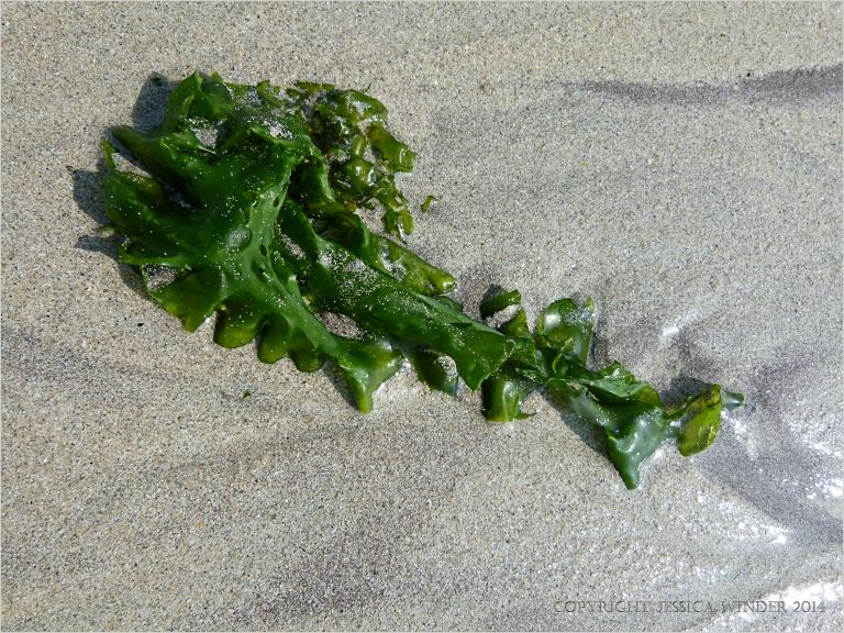 Sea Lettuce seaweed washed up on the sand