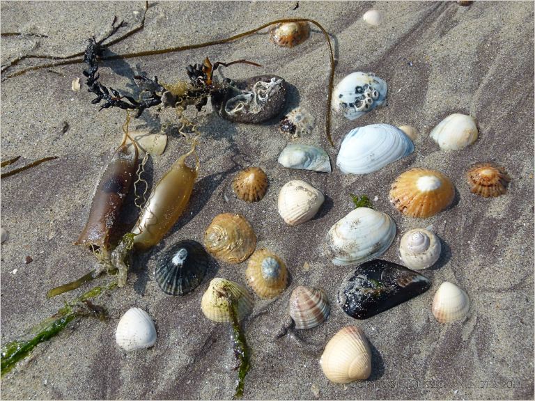 Assorted seashells and mermaid's purses wahed ashore on a sandy beach