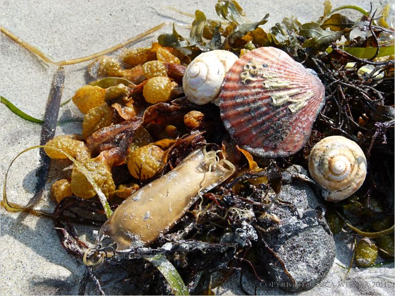 Seashells, seaweed, and mermaids purse washed up on a sandy beach