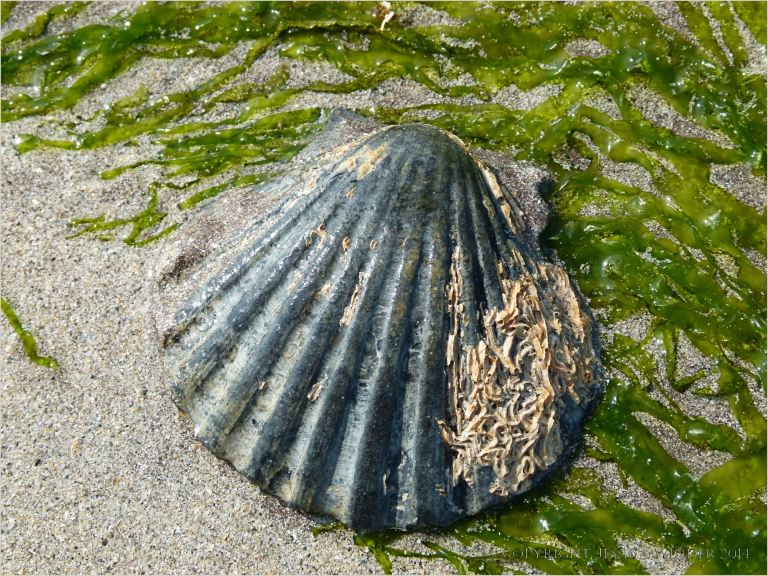 Black scallop shell with gutweed on wet sand