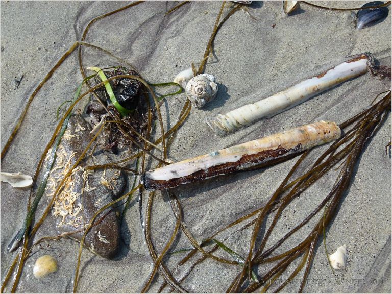 Razor and top shells with sea noodle seaweed on sand