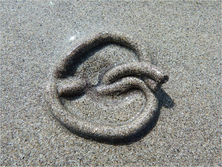 Worm cast on a sandy beach