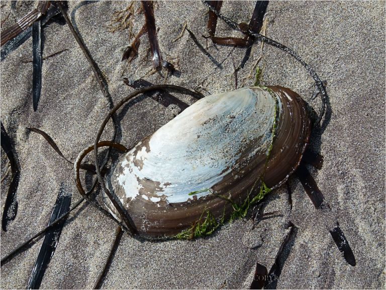 Otter shell and eel grass washed up on a sandy beach