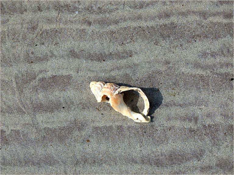 Broken whelk shell on wet patterned sand