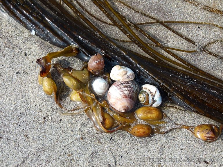 Seaweed and seashells on a sandy beach
