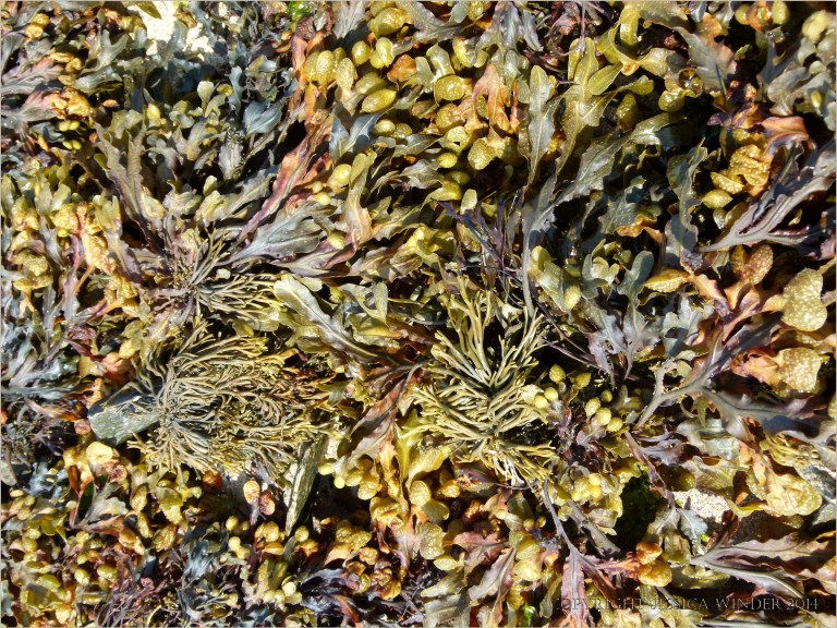 Close-up of fucoid seaweeds on the seashore