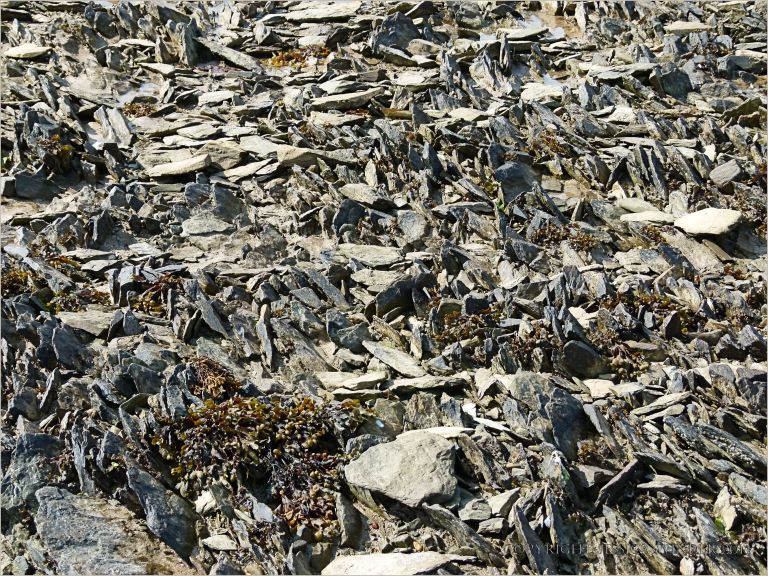 Low-lying and upstanding sharp edges of Silurian strata and flat slabs lying loose on the shore at Ferriters Cove