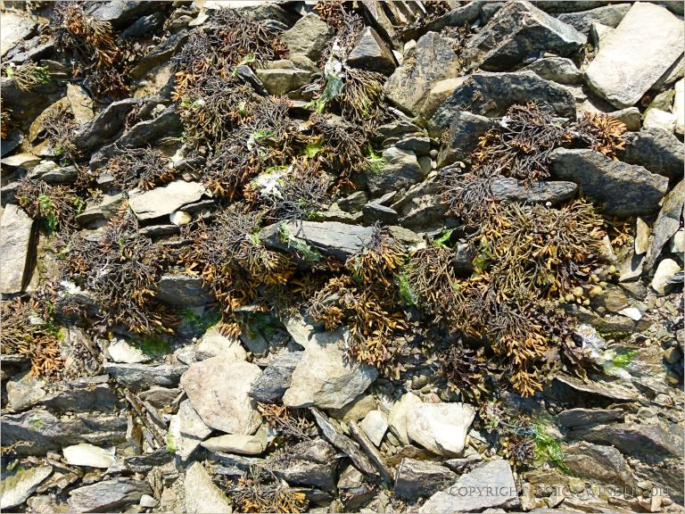 seaweeds and Silurian rocks on the beach