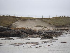 Erosion of the sand dunes on the west side of the tombolo (spit) at Dogs Bay