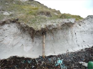 Wooden post apparently supporting overhanging turf on the eroding face of the tombola