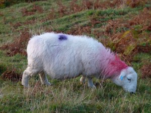 One of the punk sheep with red and purple markings and pierced ears grazing on Rhossili cliffs