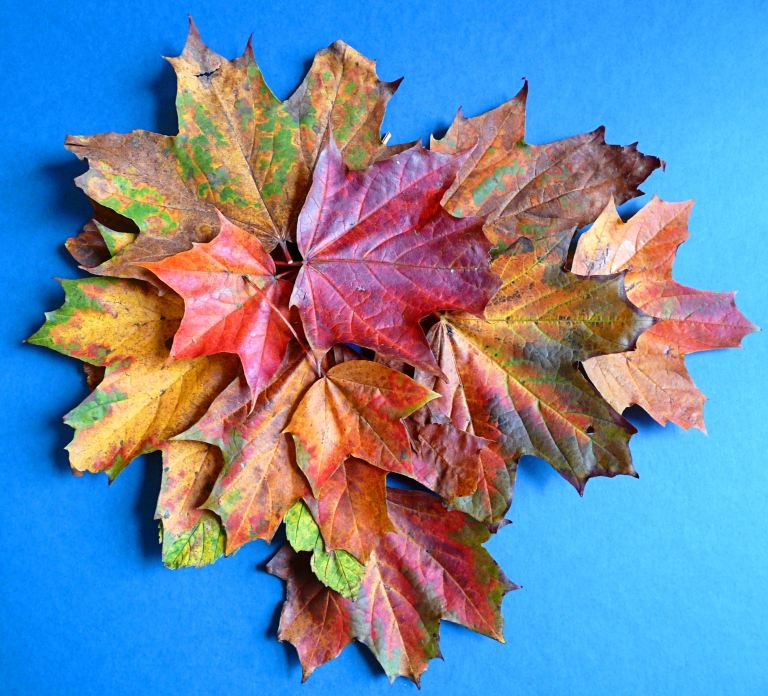 An arrangement of autumn leaves on a blue background