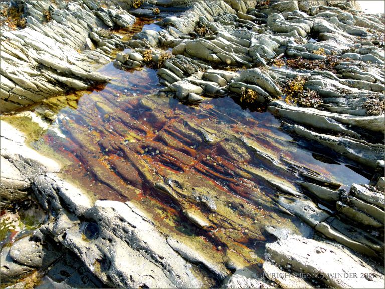 Rock pool with encrusting algae