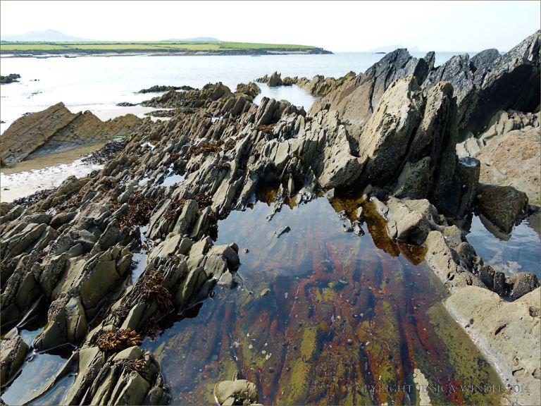 Rock pool with encrusting algae