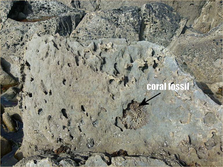 Fossil coral in Silurian rock at Ferriters Cove