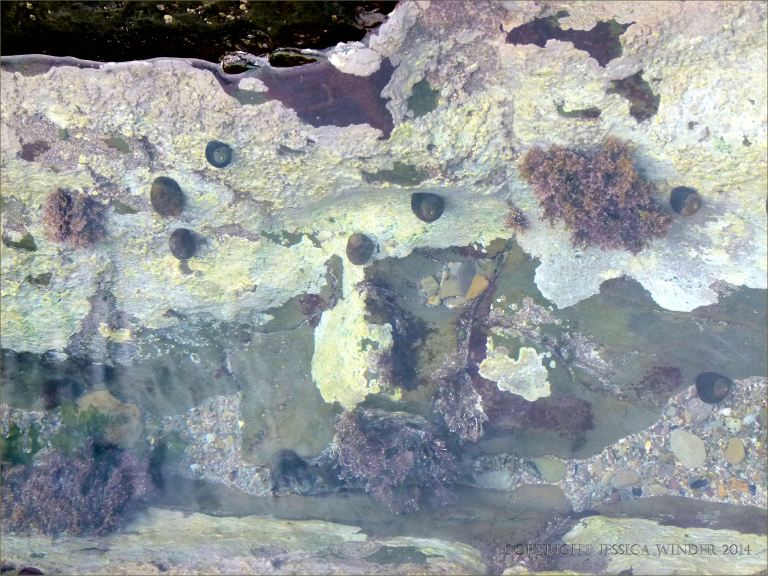 Rock pool with encrusting algae