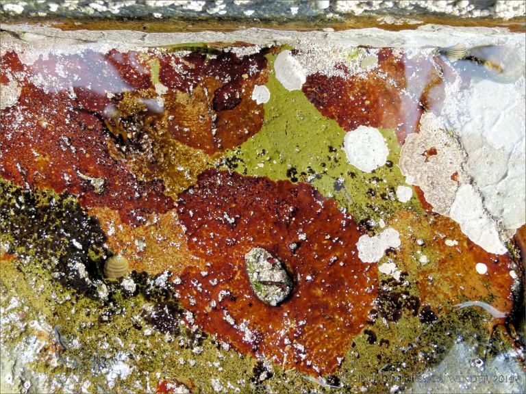 Close-up of rock pool with encrusting algae
