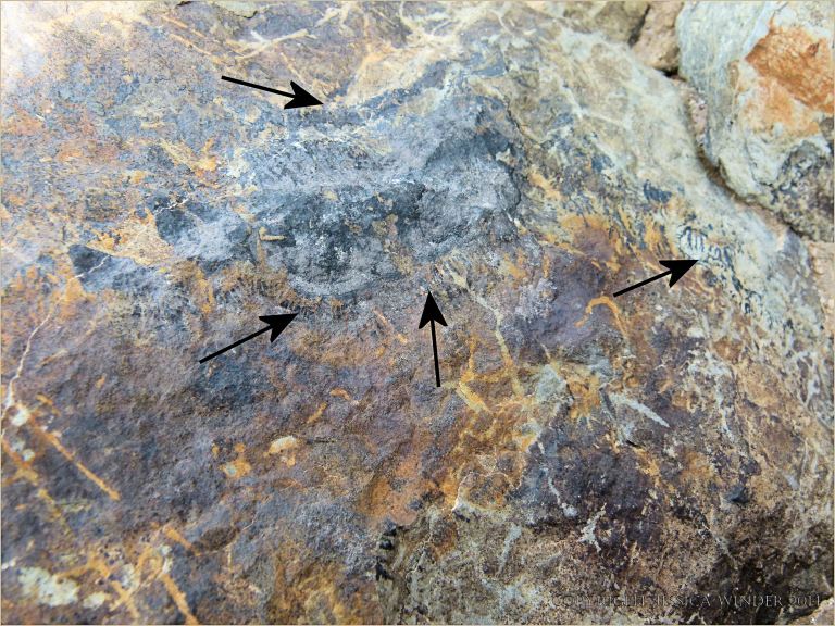 Could these be trilobite tracks in Silurian rock at Ferriters Cove?