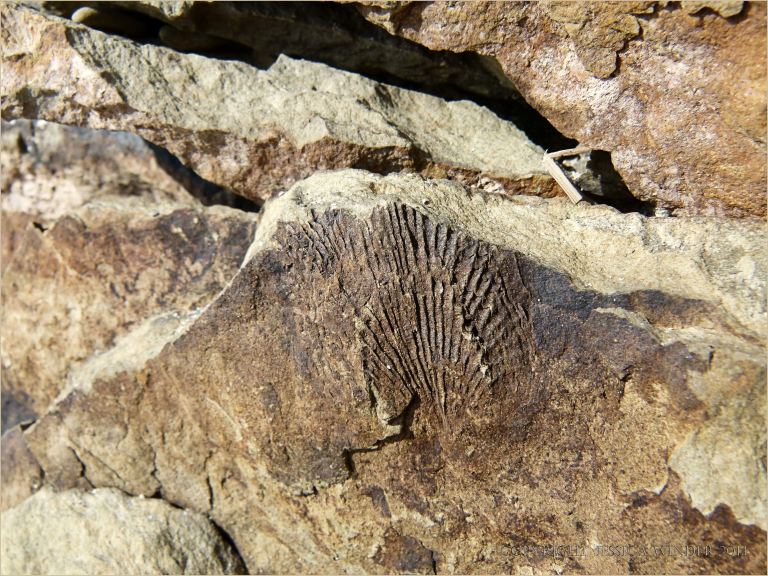 Fossil brachiopod Leptaena in Silurian rock at Ferriters Cove