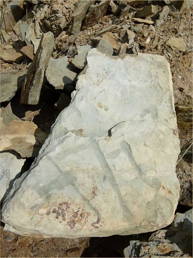 Could this be a trace fossil of animal burrows in the Silurian rock at Ferriters Cove?