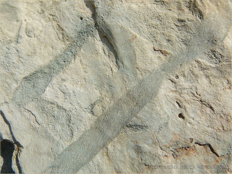 Could this be a trace fossil of animal burrows in the Silurian rock at Ferriters Cove?