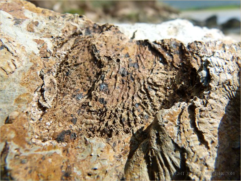 Fossil brachiopod Leptaena in Silurian rock at Ferriters Cove