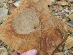 Fossils in Silurian rock at Ferriters Cove