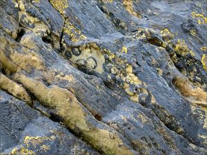 Silurian rocks with fossils at the north end of Ferriters Cove